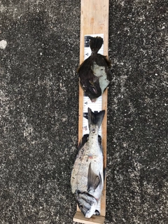 チヌの釣果