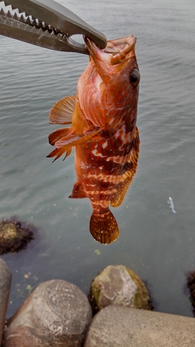 キジハタの釣果