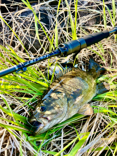 スモールマウスバスの釣果