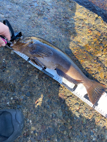 アイナメの釣果