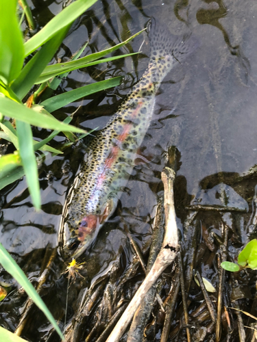 ニジマスの釣果