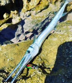 ダツの釣果