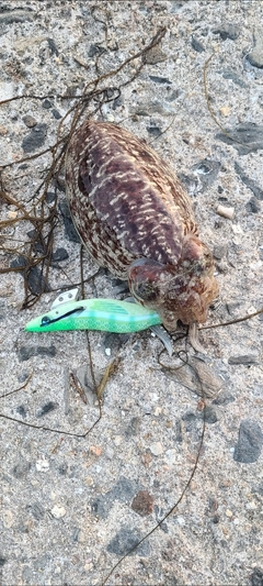 コウイカの釣果