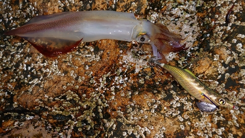 ケンサキイカの釣果