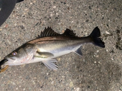 シーバスの釣果