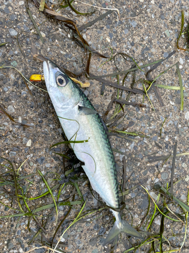 サバの釣果