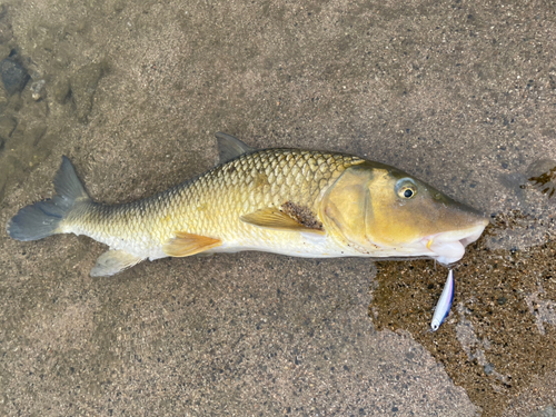 ニゴイの釣果