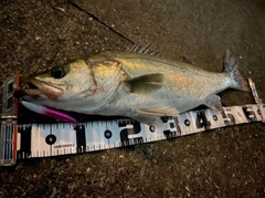 シーバスの釣果