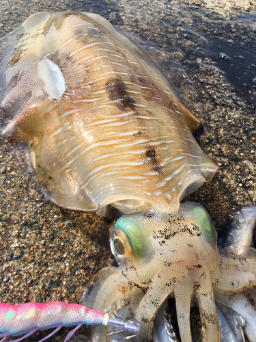 アオリイカの釣果