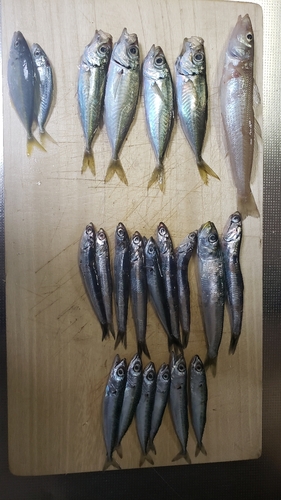 アジの釣果