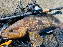 アイナメの釣果