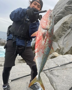 ヤズの釣果