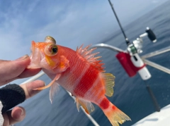 アズマハナダイの釣果