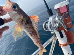 ヒメの釣果