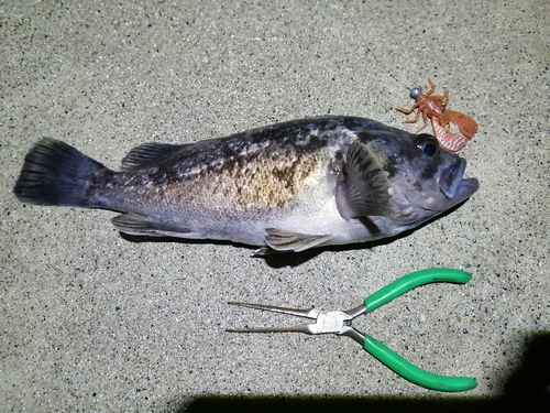 クロソイの釣果