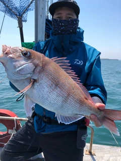 マダイの釣果