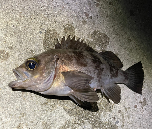 メバルの釣果