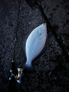 ヒラメの釣果