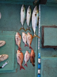 ハマチの釣果