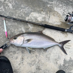 カンパチの釣果