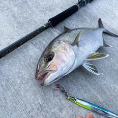 カンパチの釣果