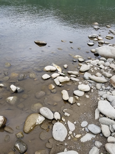 ニゴイの釣果