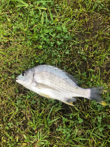 キビレの釣果