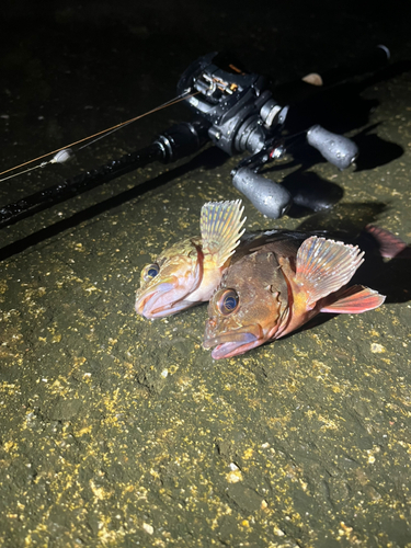 カサゴの釣果