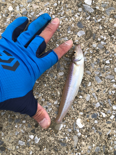 キスの釣果