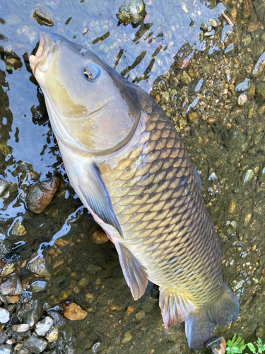 コイの釣果