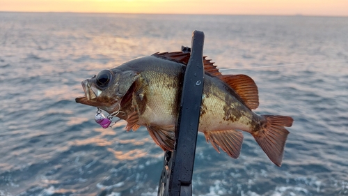 クロメバルの釣果