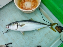 ハマチの釣果