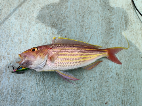 イトヨリダイの釣果