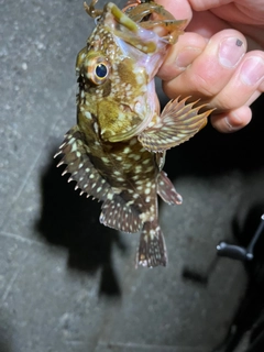 カサゴの釣果