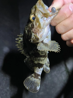 タケノコメバルの釣果