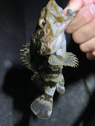 タケノコメバルの釣果