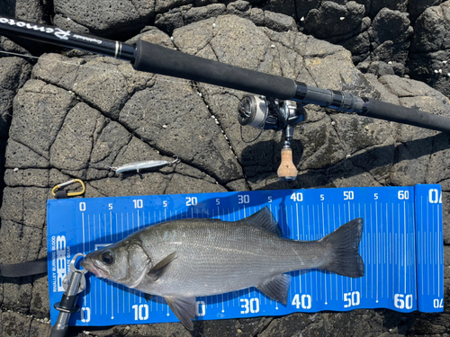 ヒラスズキの釣果