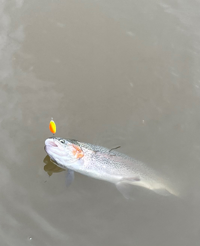 ニジマスの釣果