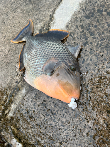 ゴマモンガラの釣果