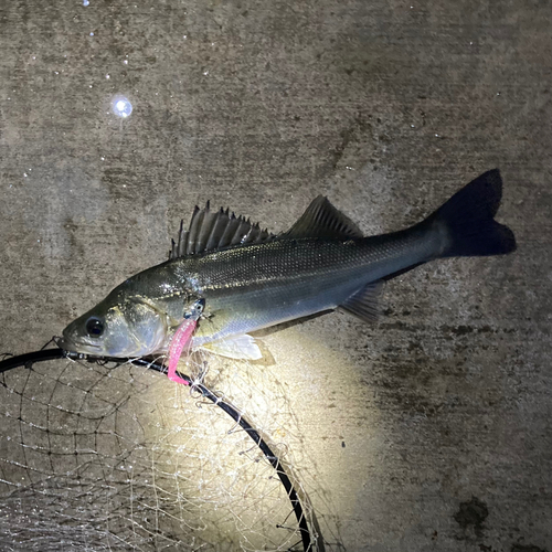 フッコ（マルスズキ）の釣果