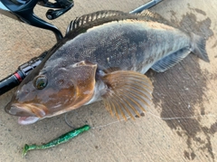 アイナメの釣果