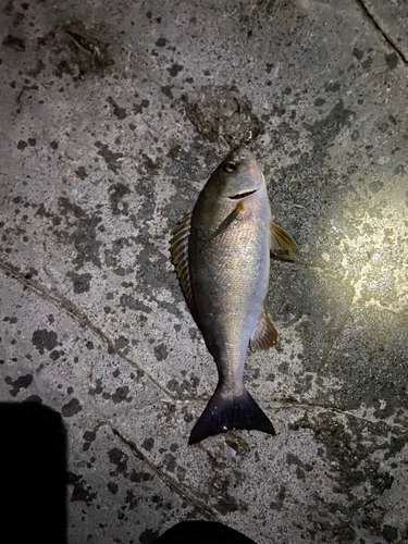 イサキの釣果