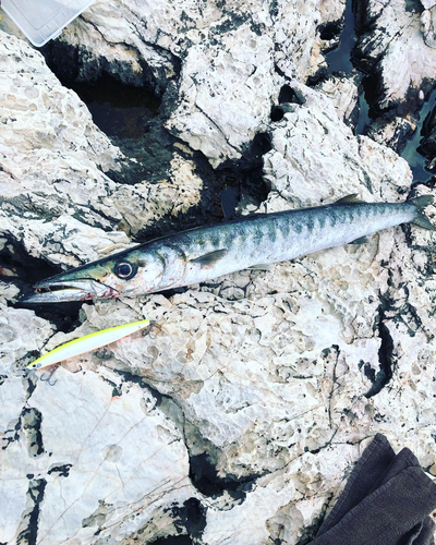 オニカマスの釣果