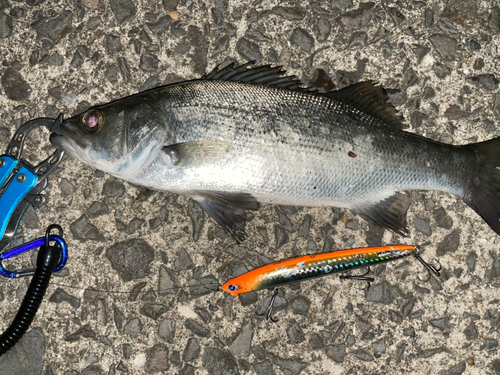 シーバスの釣果