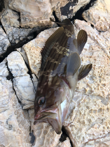 ハタの釣果