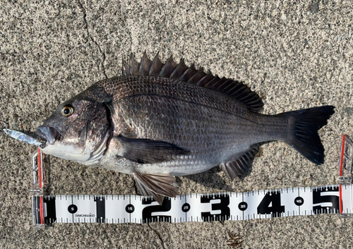 クロダイの釣果