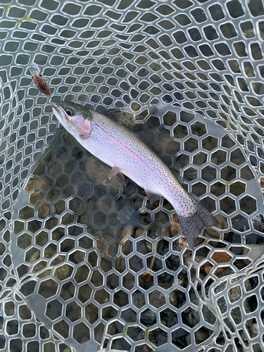 トラウトの釣果