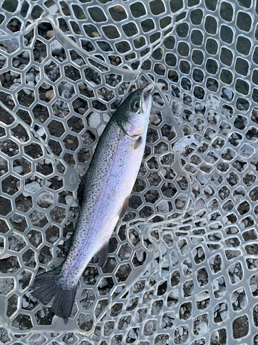 トラウトの釣果