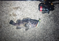 クロソイの釣果