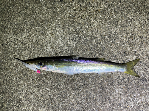 カマスの釣果